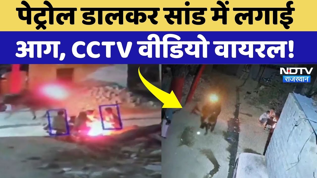 Ajmer News: Petrol डालकर सांड में लगाई आग, भड़के लोग! CCTV Video Viral | NDTV Rajasthan News