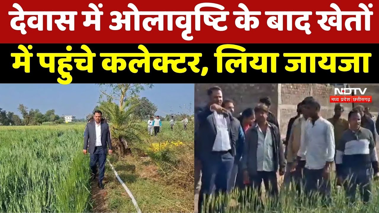 NDTV की खबर का असर, Dewas में Hailstorm के बाद खेतों में पहुंचे Collector, लिया जायजा