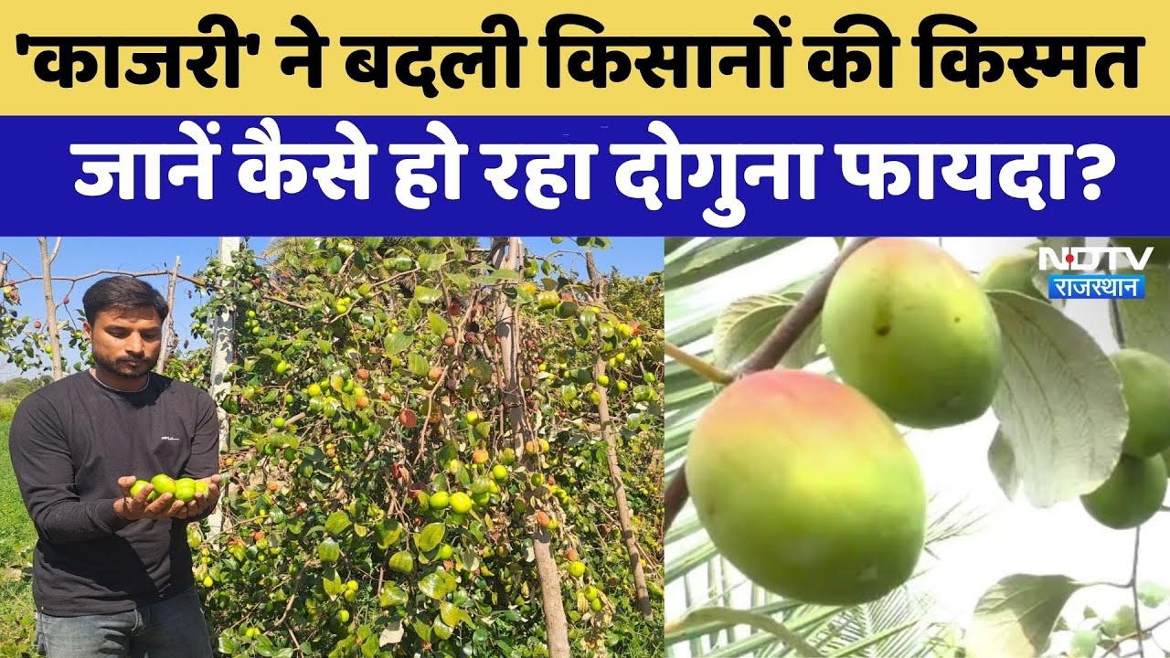 Agricultural University of Jodhpur:'Kajri'से Farmers हो रहा दोगुना मुनाफा | Rajasthan Top News