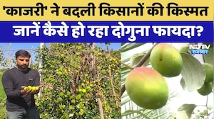 Agricultural University of Jodhpur:'Kajri'से Farmers हो रहा दोगुना मुनाफा | Rajasthan Top News
