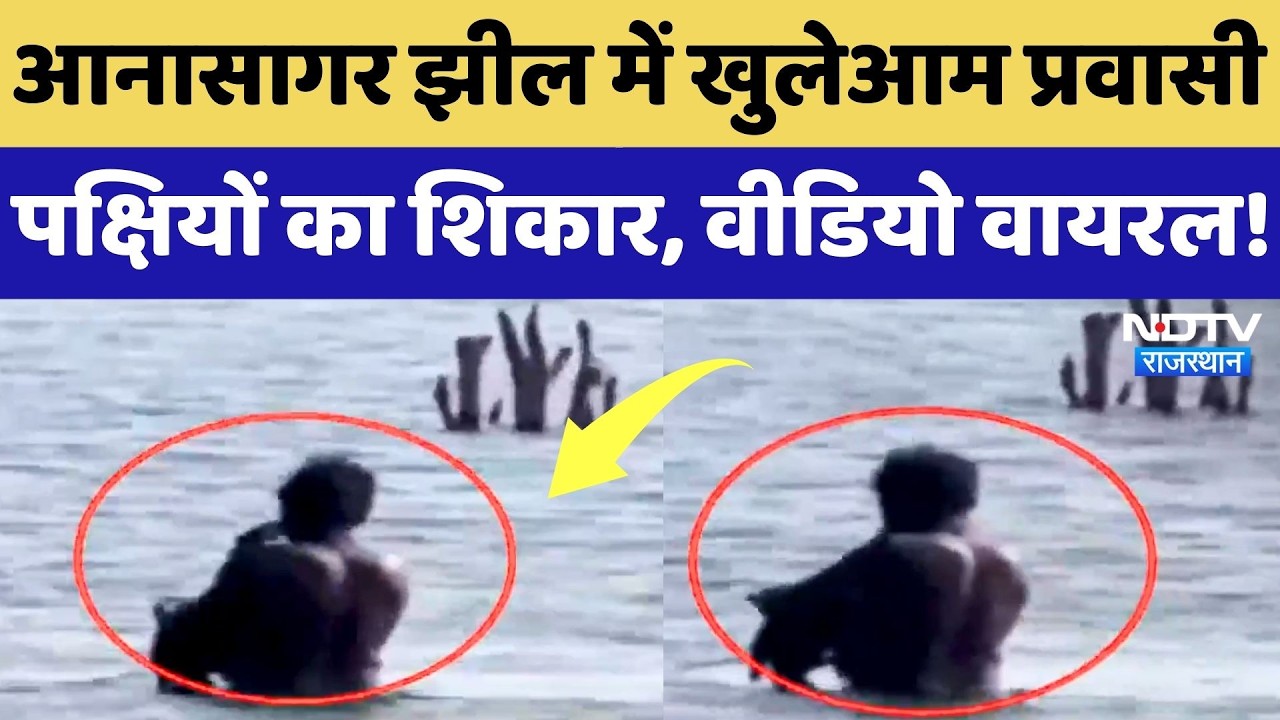 Anasagar Lake Video: आनासागर झील में प्रवासी पक्षियों का शिकार, देखिए ये Viral Video! Rajasthan