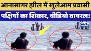 Anasagar Lake Video: आनासागर झील में प्रवासी पक्षियों का शिकार, देखिए ये Viral Video! Rajasthan