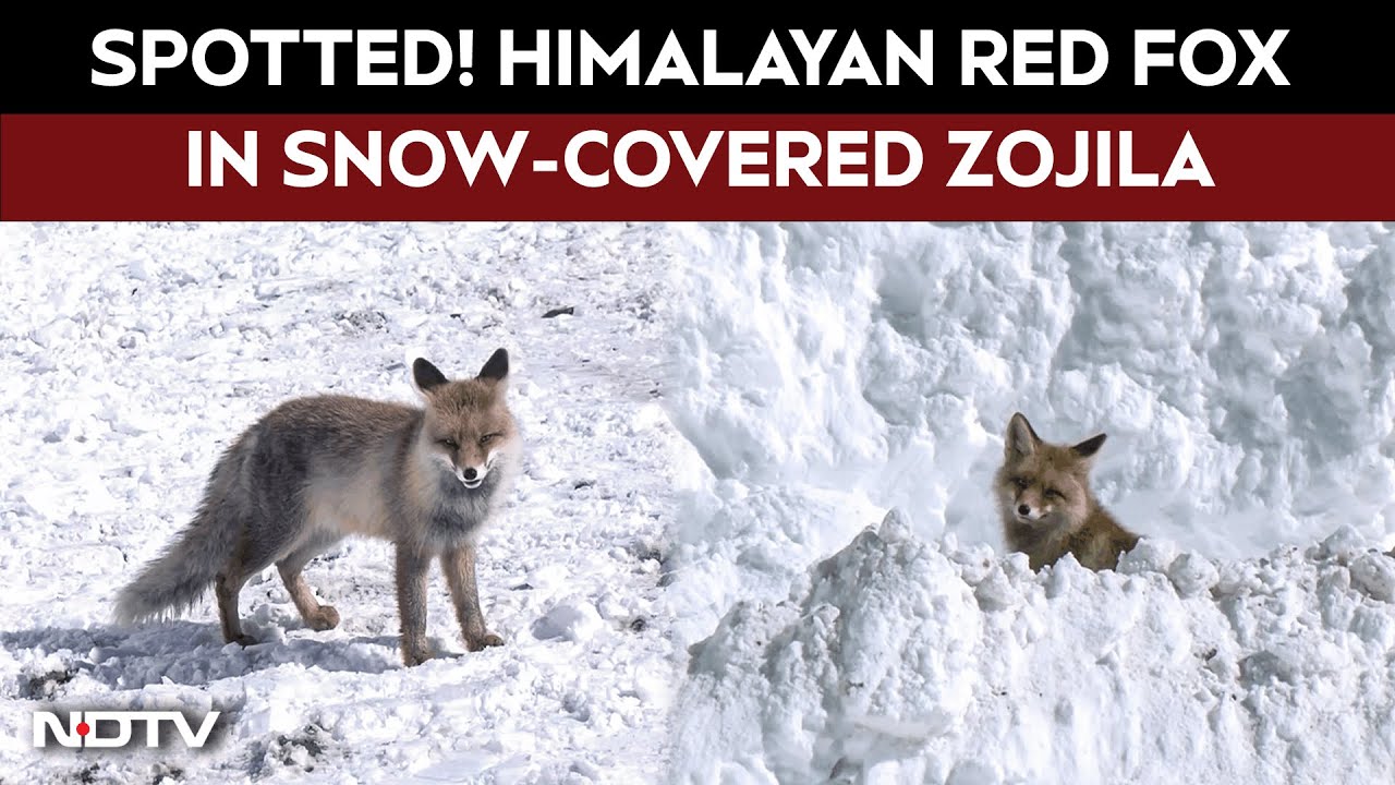 Watch: Himalayan Red Fox Spotted at Snow-Covered Zojila Pass