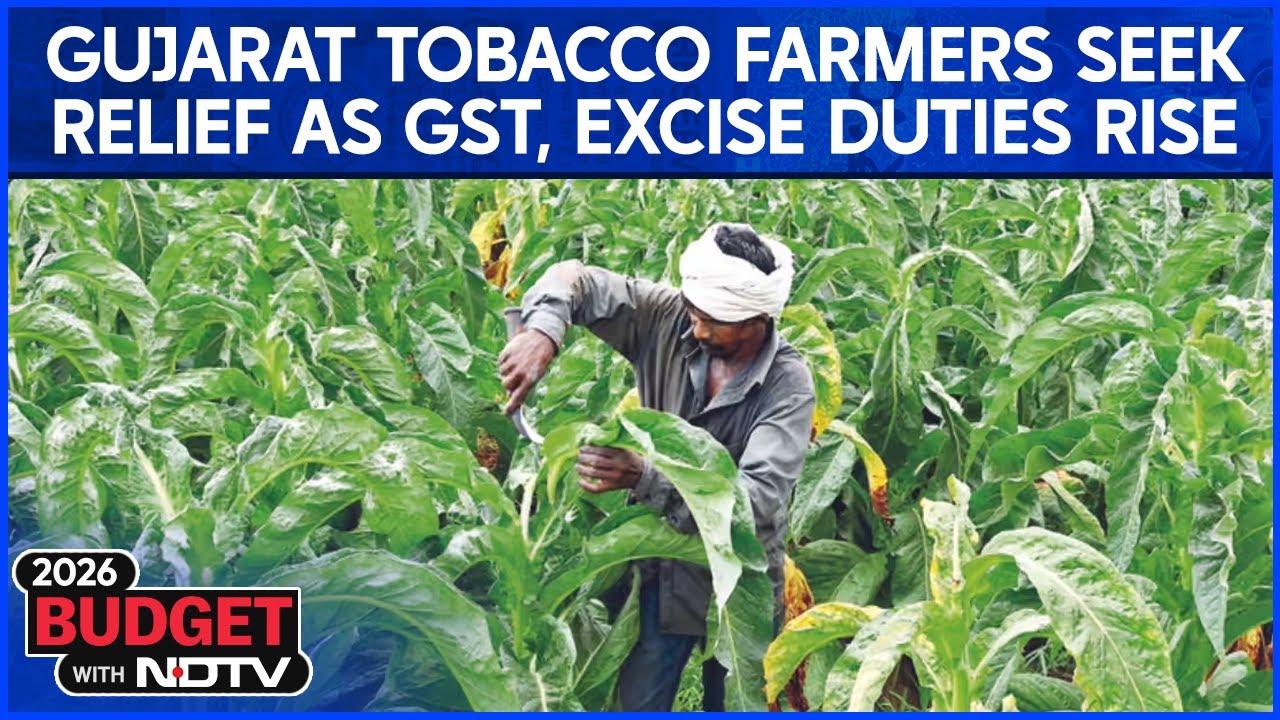 Budget 2026 News | Gujarat’s Tobacco Farmers Seek Relief Amid GST, Excise Burden