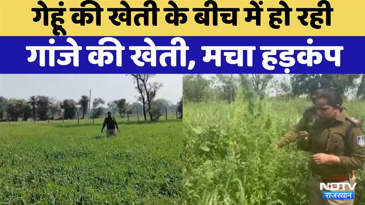 Ganja Smuggler Raid: Pratapgarh में Wheat Cultivation के बीच में हो रही Cannabis Cultivation