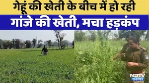 Ganja Smuggler Raid: Pratapgarh में Wheat Cultivation के बीच में हो रही Cannabis Cultivation