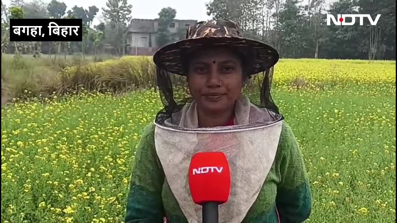 बिहार के इस कपल ने शहद से कैसे बदल दी अपनी किस्मत, लाखों में करते हैं कमाई
