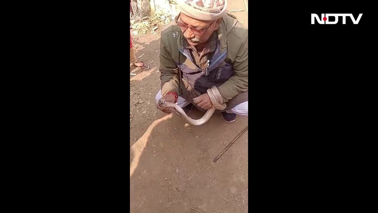 खेत में सांप पकड़कर बना रहे थे रील, मास्टरजी ने कर दी ऐसी भूल, जान से हाथ धोना पड़ा, देखें आखिरी VIDEO
