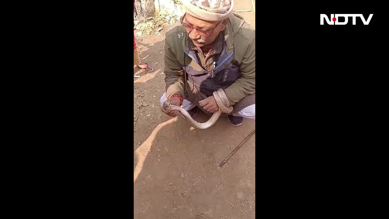 खेत में सांप पकड़कर बना रहे थे रील, मास्टरजी ने कर दी ऐसी भूल, जान से हाथ धोना पड़ा, देखें आखिरी VIDEO