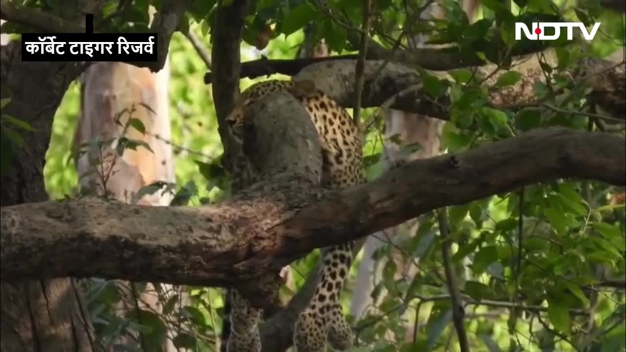 पेड़ पर आराम फरमाता दिखा गुलदार, कॉर्बेट से सामने आया दुर्लभ VIDEO