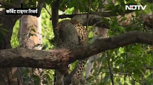 पेड़ पर आराम फरमाता दिखा गुलदार, कॉर्बेट से सामने आया दुर्लभ VIDEO