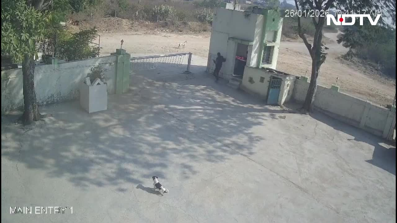 फैक्ट्री के गेट पर शेर! चौकीदार बाल-बाल बचा- CCTV में कैद हुआ दिल दहला देने वाला मंजर