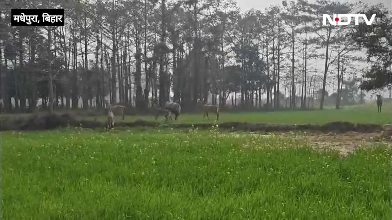 मधेपुरा में घोड़परास का आतंक, खेत उजाड़े… किसान बेहाल, देखें VIDEO