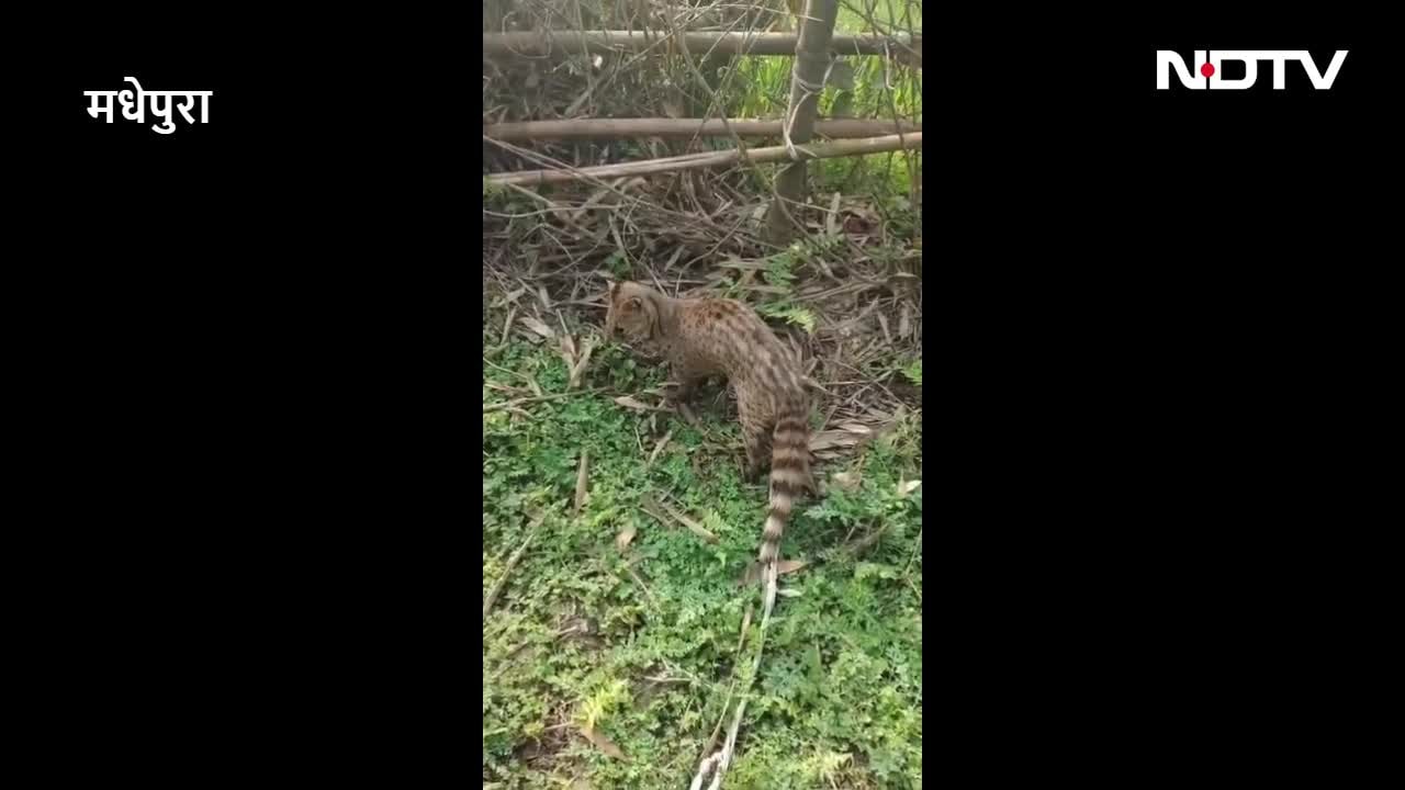 VIDEO: मधेपुरा में रहस्यमय जंगली जीव पकड़ा गया, बकरी के बच्चे को जबड़े में दबाए मिला