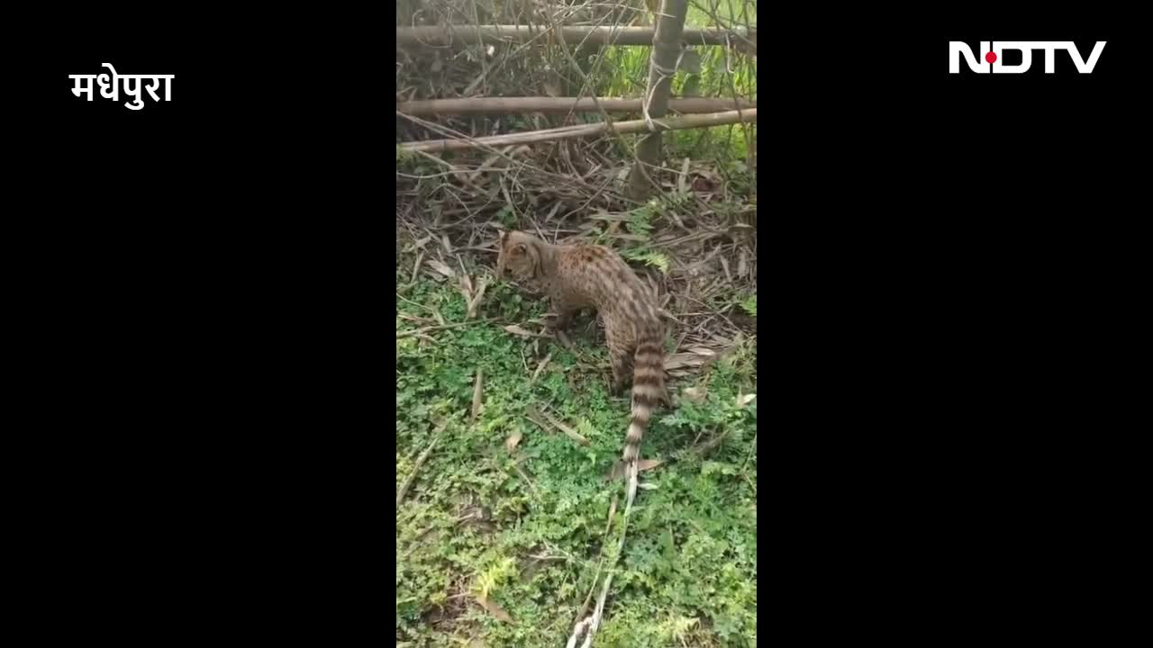 VIDEO: मधेपुरा में रहस्यमय जंगली जीव पकड़ा गया, बकरी के बच्चे को जबड़े में दबाए मिला