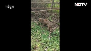 VIDEO: मधेपुरा में रहस्यमय जंगली जीव पकड़ा गया, बकरी के बच्चे को जबड़े में दबाए मिला
