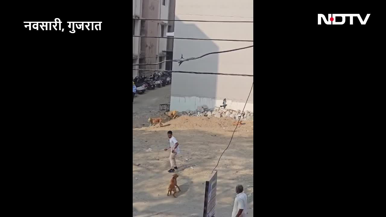 इंसानियत अभी बाकी है... मांझे में फंस गया कबूतर, कुत्ते भी झपटे, तभी फरिश्ता बनकर आया बच्चा