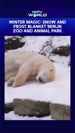 Winter Magic: Snow and Frost Blanket Berlin Zoo and Animal Park