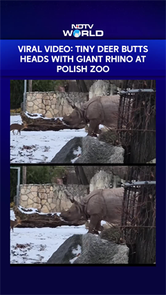 Tiny Deer Takes On Giant Rhino in David vs Goliath Moment