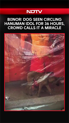 Dog Seen Circling Hanuman Idol for 36 Hours In Bijnor, Crowd Calls It a Miracle