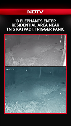 Video: 13 Elephants Enter Residential Area Near Tamil Nadu’s Katpadi, Trigger Panic