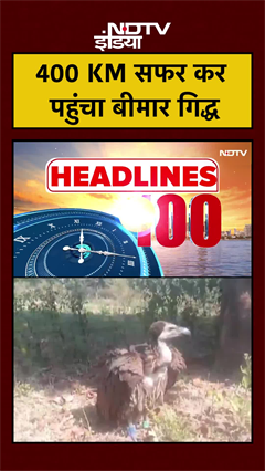 400 KM सफर कर छत्तीसगढ़ पहुंचा बीमार गिद्ध | Chhattisgarh News | NDTV India #shorts #ytshorts