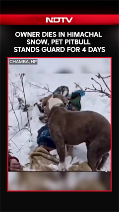 Owner Dies In Himachal Snow, Pet Pitbull Stands Guard For 4 Days