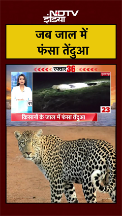 जब जाल में फंसा तेंदुआ, फिर...  | UP News | Uttar Pradesh #shorts #ytshorts