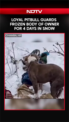 Loyal Pitbull Guards Dead Owner's Body For 4 Days In Harsh Himachal Cold