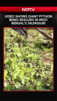West Bengal | Giant 15-Foot Python Sparks Panic, Forest Team Rescues Snake From Residential Area