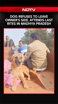 Video: Madhya Pradesh Man Hangs Self. Pet Dog Seen Guarding Body