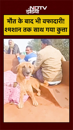 Dog Crying For Owner: 4 KM तक लाश के पीछे दौड़ता रहा यह कुत्ता