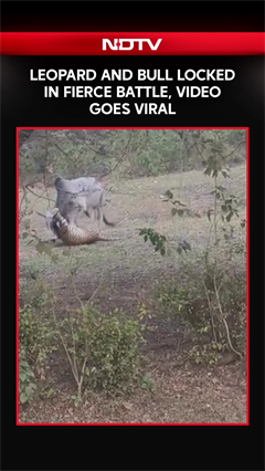 Leopard vs Bull: Dramatic Roadside Battle Caught on Camera
