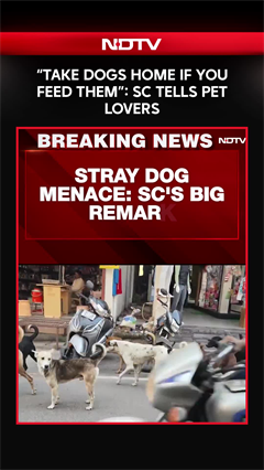 SC On Stray Dogs | "Take Dogs Home If You Feed Them": Supreme Court Tells Pet Lovers