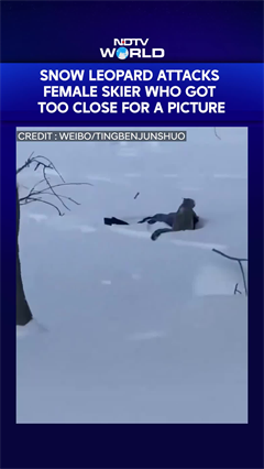 Snow Leopard Attacks Female Skier Who Got Too Close For A Picture