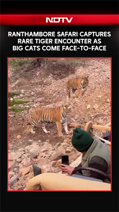 Ranthambore Safari: Rare Tiger Encounter As Big Cats Come Face-To-Face