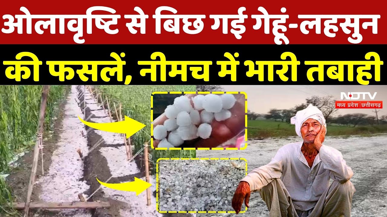 MP Weather Update: Neemuch में खेतों में बिछ गई सफेद चादर, अफीम की फसल बर्बाद! Heavy Rain |Hailstorm