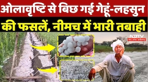 MP Weather Update: Neemuch में खेतों में बिछ गई सफेद चादर, अफीम की फसल बर्बाद! Heavy Rain |Hailstorm