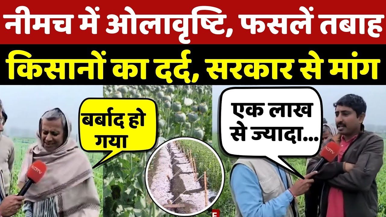 Hail fell in Neemuch: नीमच में ओलावृष्टि, फसलें तबाह, किसानों का दर्द, सरकार से मांग | MP Weather