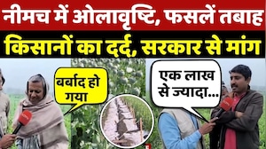 Hail fell in Neemuch: नीमच में ओलावृष्टि, फसलें तबाह, किसानों का दर्द, सरकार से मांग | MP Weather