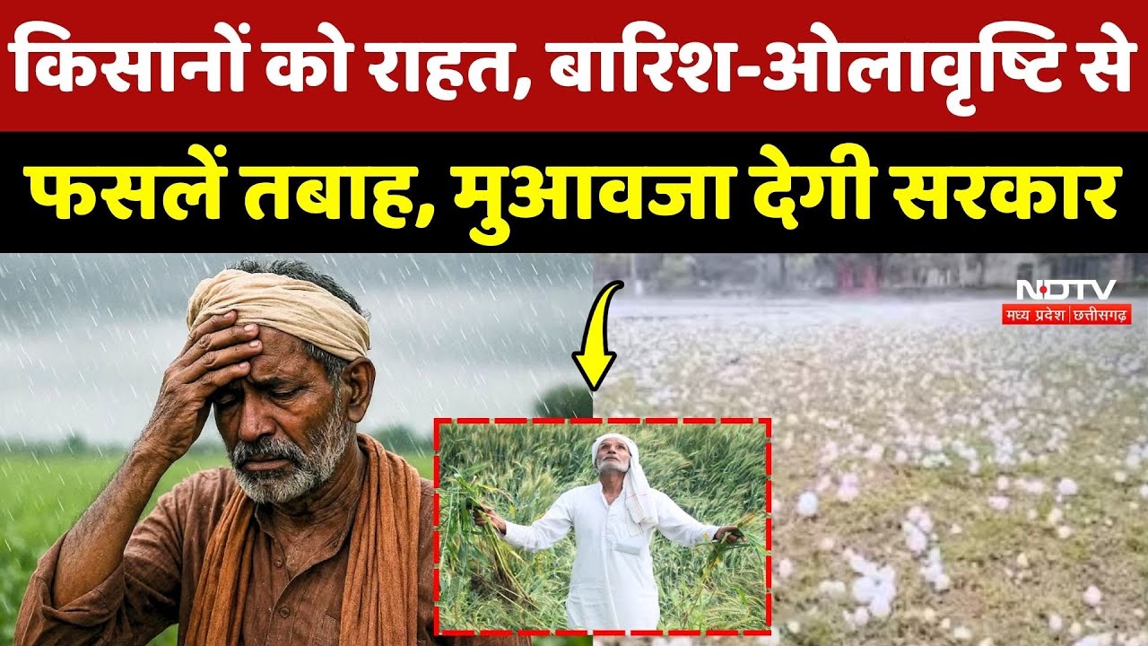 Fasal Muavja MP: Farmers को राहत, Rain and Hailstorm से Crops तबाह, मुआवजा देगी Sarkar