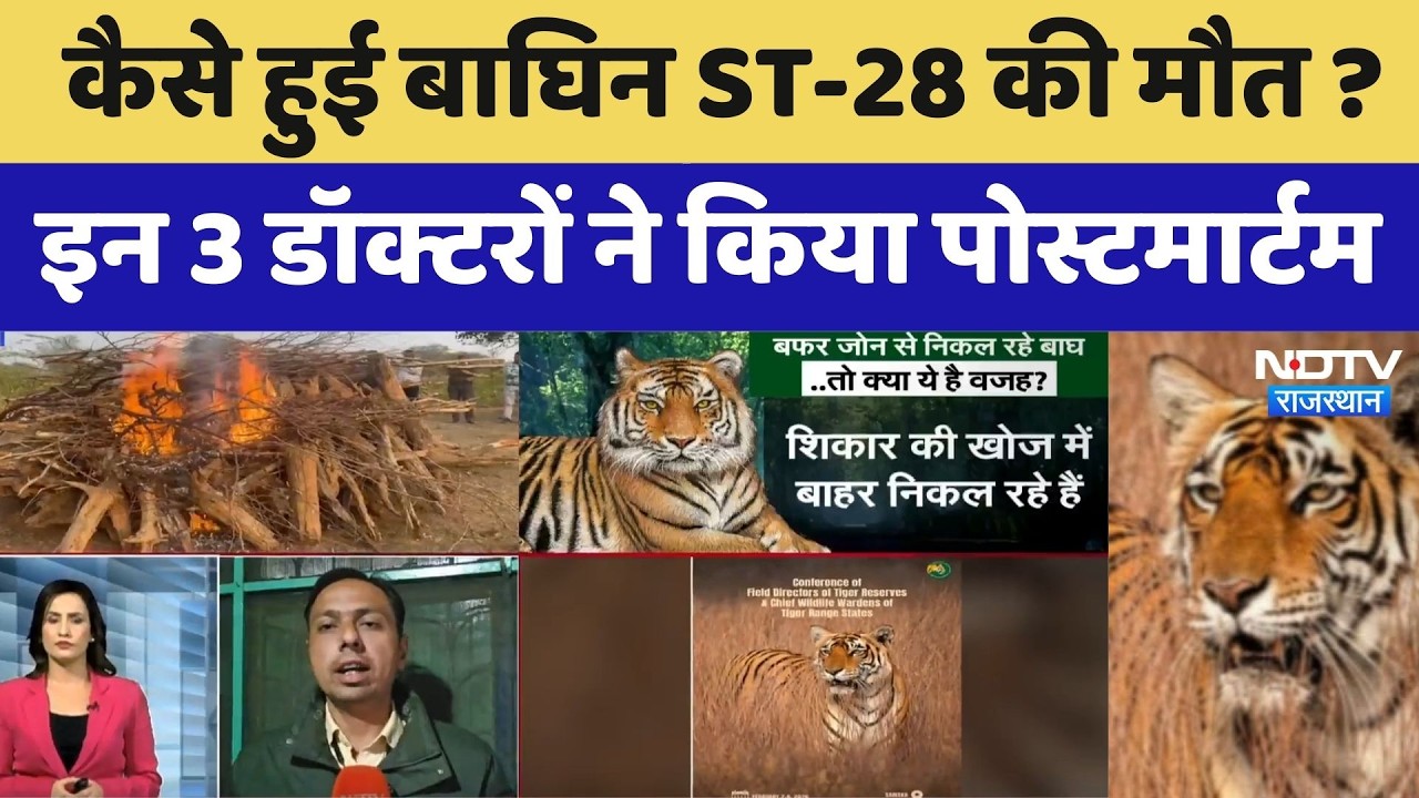 Rajasthan Tiger: कैसे हुई बाघिन ST-28 की मौत ? इन 3 डॉक्टरों ने किया पोस्टमार्टम। Top News । NDTV