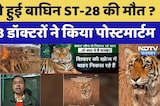 Rajasthan Tiger: कैसे हुई बाघिन ST-28 की मौत ? इन 3 डॉक्टरों ने किया पोस्टमार्टम। Top News । NDTV