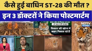 Rajasthan Tiger: कैसे हुई बाघिन ST-28 की मौत ? इन 3 डॉक्टरों ने किया पोस्टमार्टम। Top News । NDTV