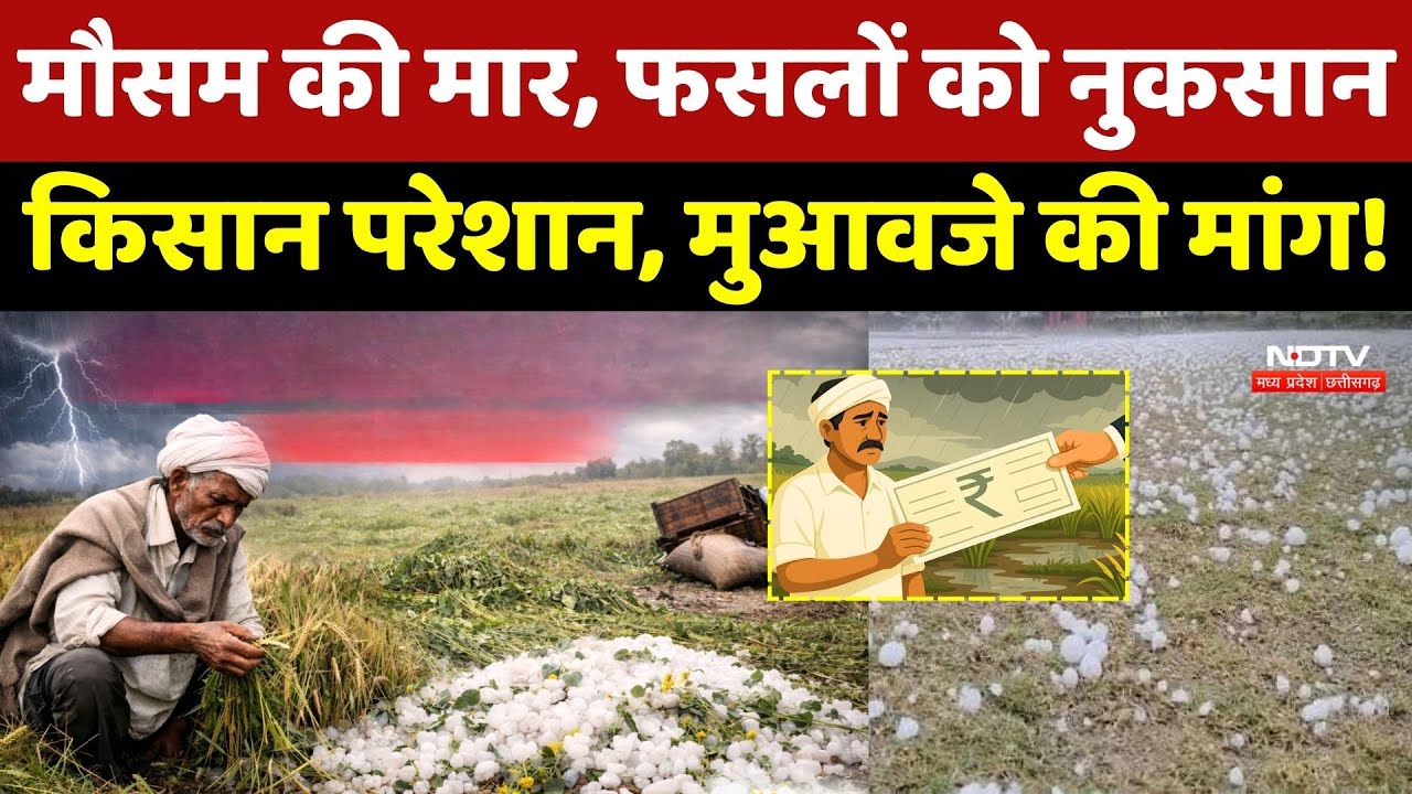 MP Weather News: मौसम की मार, फसलों को नुकसान, Farmers परेशान, मुआवजे की मांग!