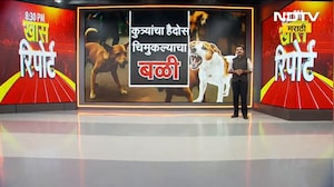 Bhiwandi मध्ये भटक्या कुत्र्यांची दहशत, नागरिक हैराण! | NDTV मराठी