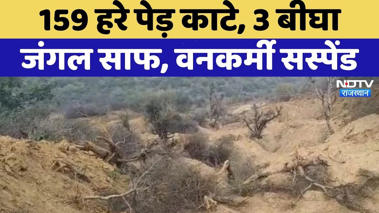 Bharatpur News: 3 बीघा जंगल साफ, 159 हरे पेड़ काटे गए | Crime News | Rajasthan Top News