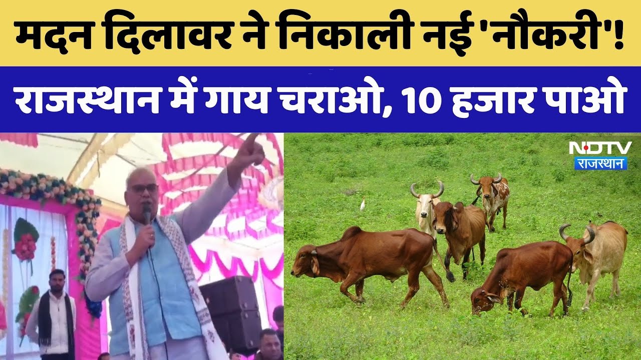 Rajasthan में गाय चराओ, 10 हजार पाओ | Madan Dilawar | Video Viral | Rajasthan Top News | Latest News