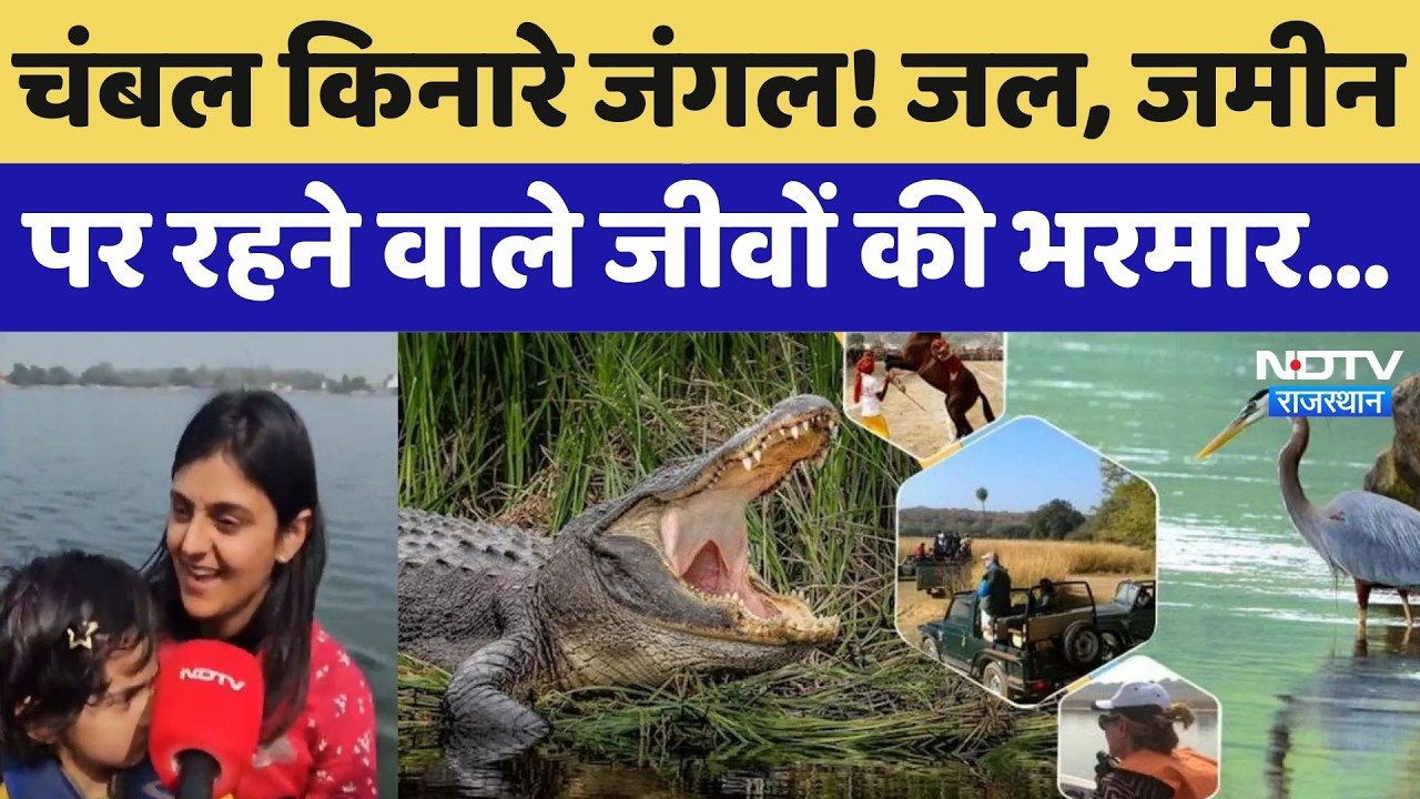 Chambal National Sanctuary: चंबल किनारे जंगल! जल, जमीन पर रहने वाले जीवों की भरमार। Top News । NDTV