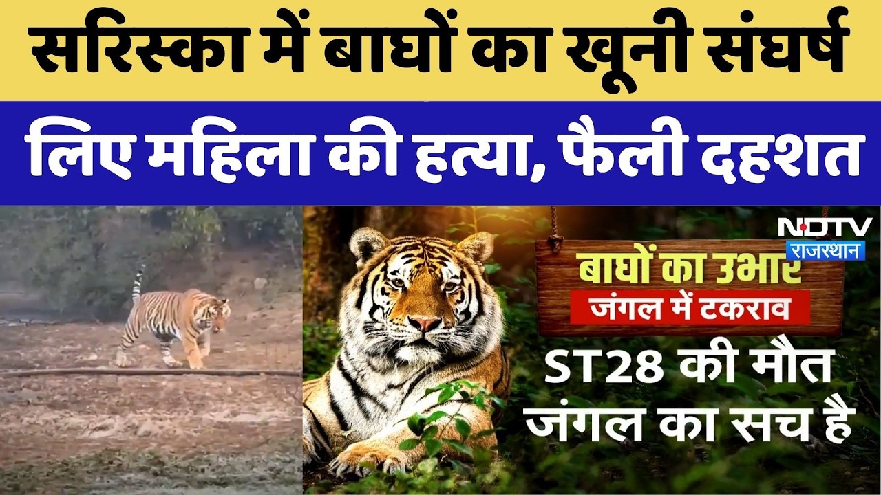 Sariska Tiger Reserve: सरिस्का में बाघों का खूनी संघर्ष, टेरिटरी की जंग में बाघिन हुई ढेर?। Top News